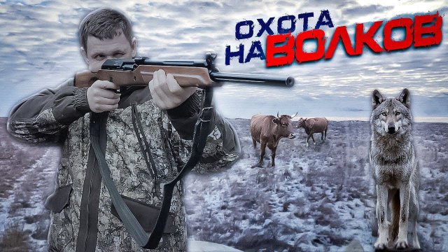 охота на волков .стая ВОЛКОВ режет скот.wolfsjagd.wolf hunting