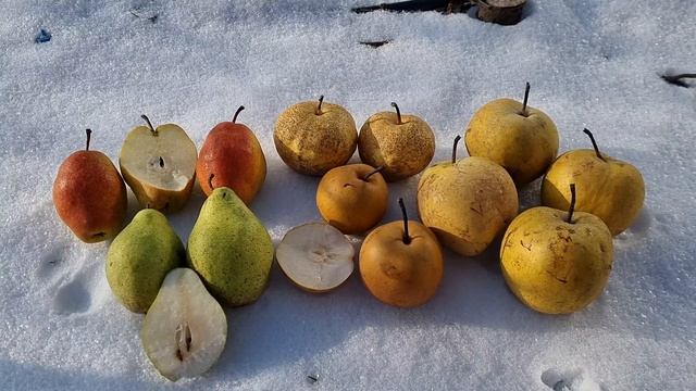 СОРТА ЗИМНИХ ГРУШ КОТОРЫЕ ОТЛИЧНО ХРАНЯТСЯ