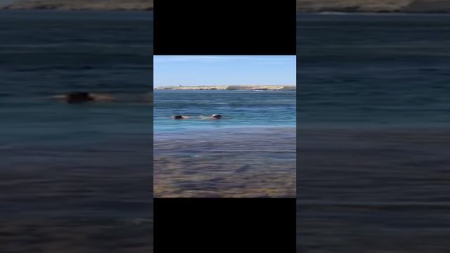 4742.mp4
