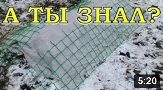 Как правильно укрыть РОЗЫ на зиму???