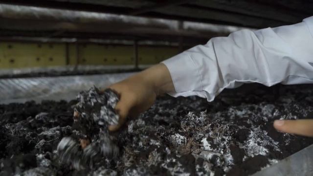 Как новичку начать выращивать шампиньоны с нуля. Пошаговый план с видеообзором фермы