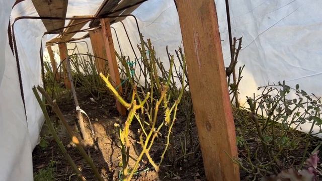 Завершающий этап укрытия роз — спанбондом ✅
