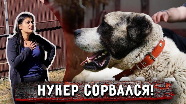 Нукер побежал на маму, не узнав ее сдалека. Я приехала с Фруткемпа, встреча с собаками.