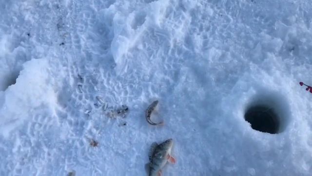 ЛОВЛЯ ОКУНЯ НА БЛЕСНУ ЗИМОЙ!