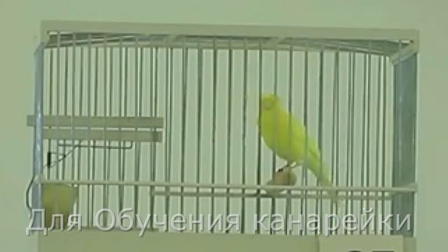 Пение Канарейки Для Обучения 3 Канарейки. Песня канарейка. Тренировка канареек кенара поёт Птицы