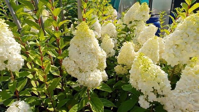 Гортензия Мэджикал Килиманджаро. Сорт который восхитит в год посадки.