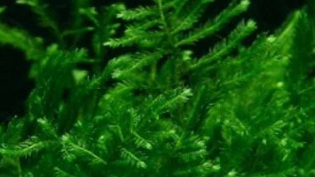РОЖДЕСТВЕНСКИЙ МОХ. СОДЕРЖАНИЕ В АКВАРИУМЕ