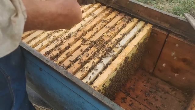 В старый лежак пчёлы занесли 40л мёда ОТБОР МЕДОВЫХ РАМОК КАКИЕ РАМКИ МОЖНО БРАТЬ ДЛЯ ОТКАЧКИ ✅☝️?