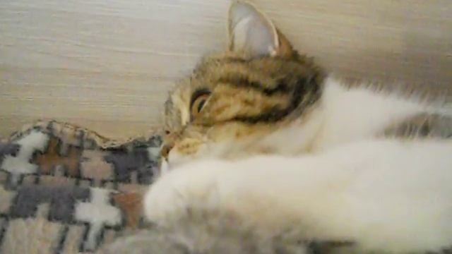 Кошка пукнула и  очень удивилась