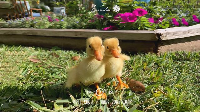 ~ 𝙻𝚒𝚝𝚝𝚕𝚎 𝙳𝚞𝚌𝚔 𝚒𝚗 𝚊 𝙼𝚒𝚗𝚒𝚊𝚝𝚞𝚛𝚎 𝙶𝚊𝚛𝚍𝚎𝚗 ~ 📐💚🦆 cottagecore music