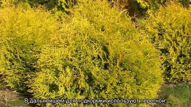 Туя Рейнголд (Rheingold) западная — описание