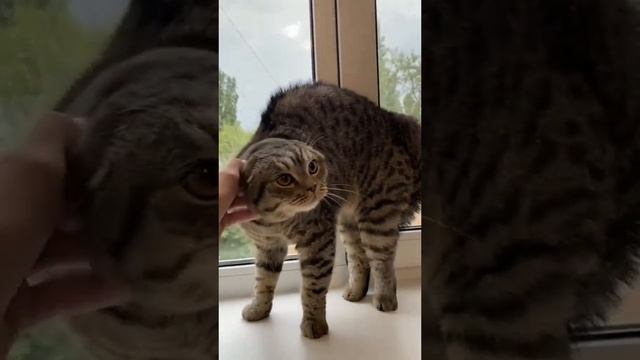 Недовольный Тимон
