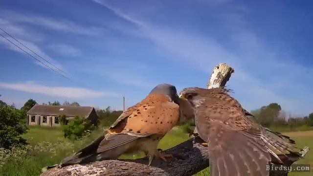Kestrels cooperating
