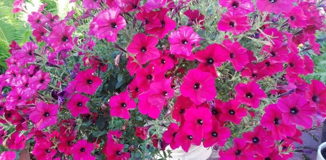 ПЕТУНИЯ ТАЙДАЛ. НАЧИНАЮЩИМ