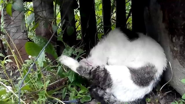 Почему у моего кота выпадает шерсть.