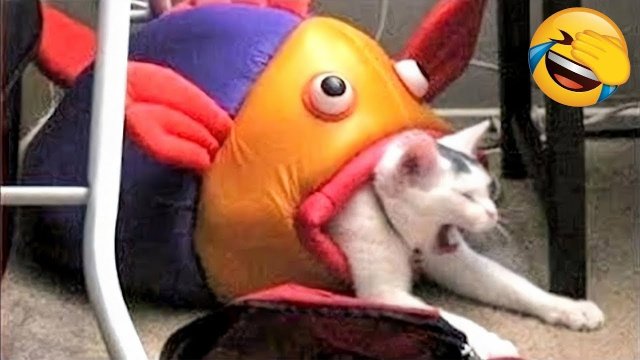 Видео Смешных Животных - Самые смешные кошки? и сумасшедшие собаки? Видео 2022 Подборка!