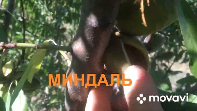 МИНДАЛЬ.Сбор урожая #миндаль #миндальнадаче #урожайминдаля