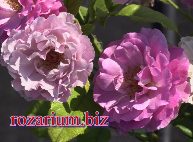 Блю Эден роза парковая, Питомник роз Полины Козловой rozarium.biz