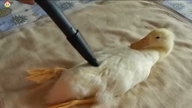 Как ухаживать за домашней птицей? Как правильно ухаживать за домашним питомцем.