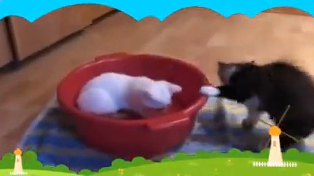 Водоплавающая кошка