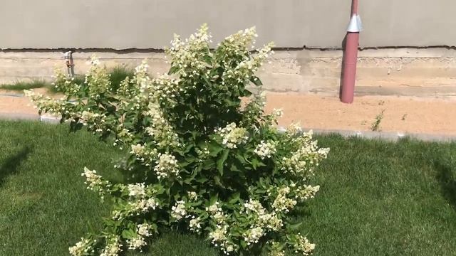 Метельчатые гортензии в августе ? Штамбы у гортензий растут ⁉️? Обзор сортов ?.mp4