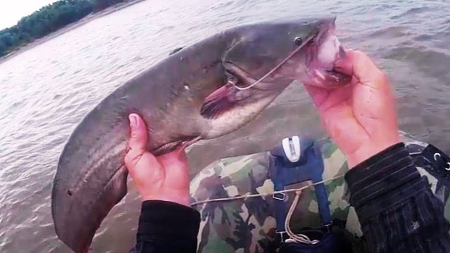 Рыбалка на перемёт, первая рыба ! Ловля сома на перемёт