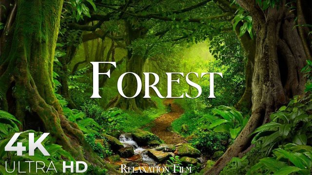 Forest 4K Nature Relaxation Film | Relaxing Music | Nature Sounds of Jungle, Rainforest-r_fkheMq2wk