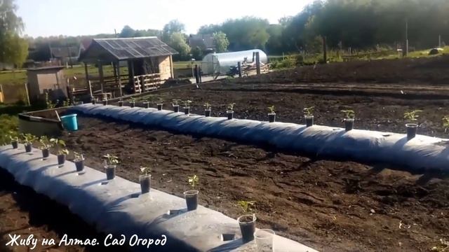 ГРЯДКА-ТЕРМОС/НЮАНСЫ выращивания Арбузов и Дынь