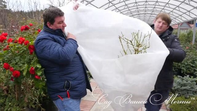 Укрытие штамбовых роз на зиму. Часть 4. Укрытие
