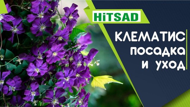 Клематис Чем подкормить клематисы ✔️ Советы от Хитсад ТВ