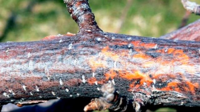 Черный рак яблони – как бороться с заболеванием