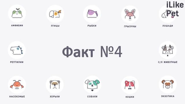 6 необычных фактов о шотландской вислоухой