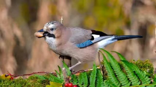 «Сойка»  - описание и особенности в природе.