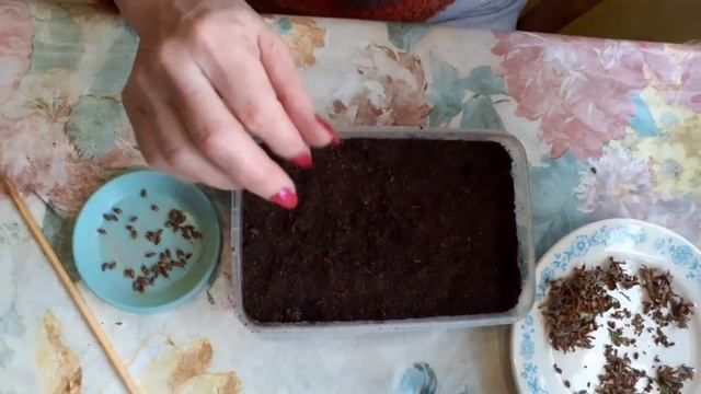 Как вырастить тую из семян