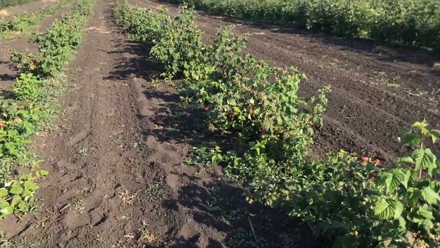 Малина Конек горбунок. Питомник Школьный сад.