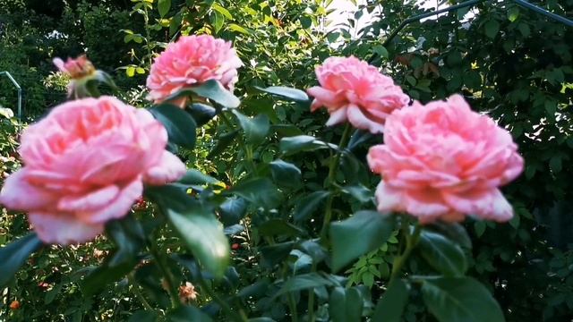 La Rose de Molinard Ля Роз дэ Молинар Delbard Франция, 2007