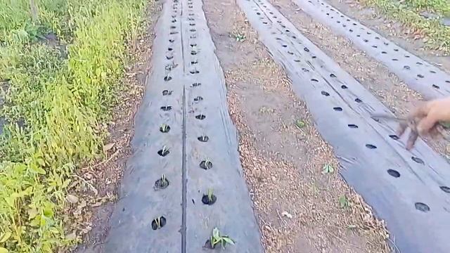 Посадка клубники в августе.