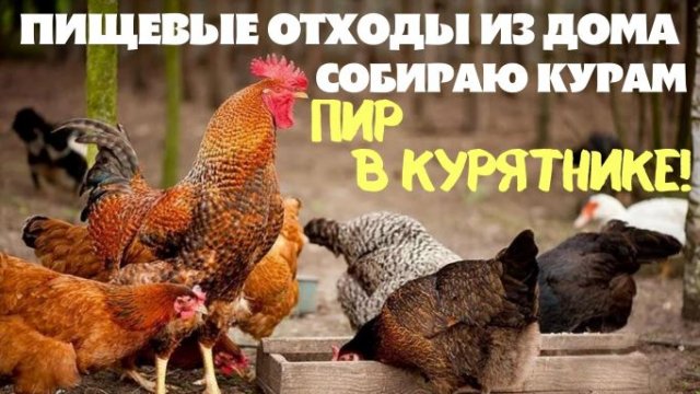 Пир в курятнике. Пищевые отходы из дома сразу несу своим курам