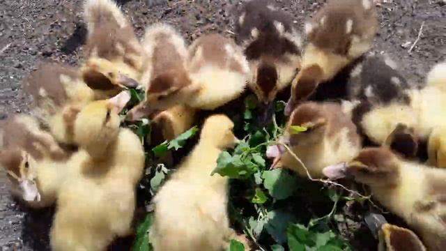 Можно ли Кабачок Уткам _ Птица падает на ноги _ Как определить Пол у утят.