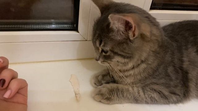 Кошка мышь поймала и принесла хозяйке.