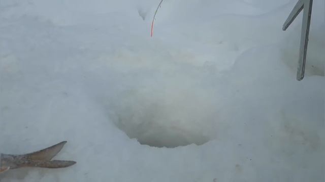 ЯНАО!РЕКА ЕТЫПУР ! ЗАЧЕТНЫЕ СОРОГА И ЯЗИ! ЗИМНЯЯ РЫБАЛКА НА ТАЕЖНОЙ РЕКЕ!