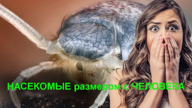 НАСЕКОМЫЕ размером с ЧЕЛОВЕКА?