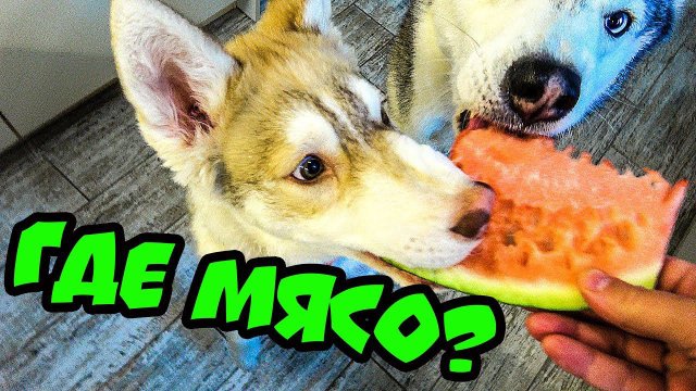 НАС КОРМЯТ КАКОЙ-ТО ФИГНЁЙ! Хаски Бублик. Говорящая собака. Alihelper