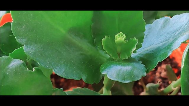 КАЛАНХОЭ ОТ ОБРЕЗКИ ДО ЦВЕТЕНИЯ МОЙ ОПЫТ