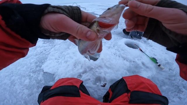 СУДАК НА ТЮЛЬКУ первый опыт. Рыбалка на  судака и берша зимой .Я доволен. Lite version