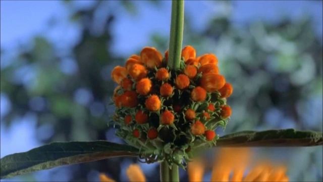 Павел Кашин - Расцветёт Земля