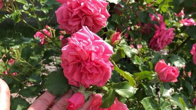 Плетистая роза Розариум Ютерсен