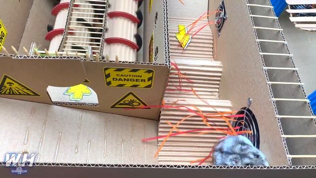 ЗМЕЯ АТАКУЕТ ХОМЯКА в ЛАБИРИНТЕ С ЛОВУШКАМИ | Хомяк пытается выбраться из Ловушки