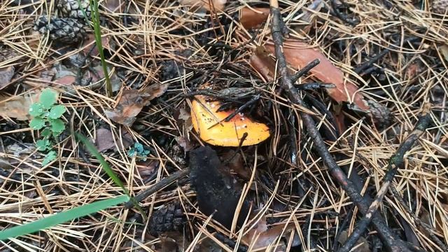 ТАИНСТВЕННЫЙ ОСЕННИЙ ЛЕС. ПРОГУЛКА. ГРИБЫ. ЗМЕИ.. отдых на природе