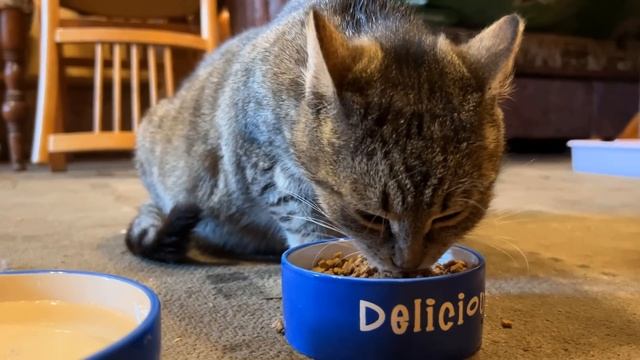 СПАСЕНИЕ БЕЗДОМНОЙ КОШКИ! ОНА БЕРЕМЕННА! РЕАКЦИЯ КОТА МАЛЫША и КОШЕЧКИ МУРКИ на ИСТОРИЮ про КОШКУ